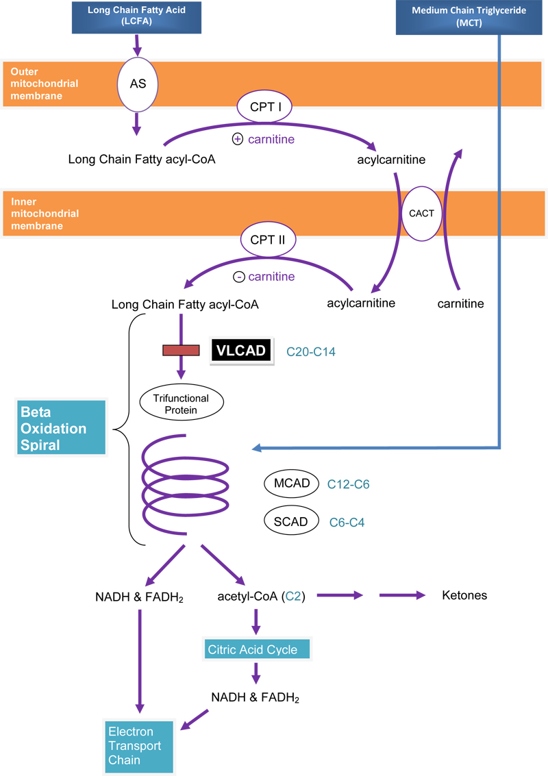 VLCAD-figure-upd---as-v3-1-800px.jpg