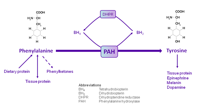 Nutrition Management Guidelines for PKU | Southeast Regional Genetics ...